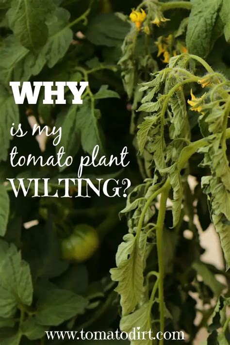 Your Wilting Tomato Plant Can You Revive It