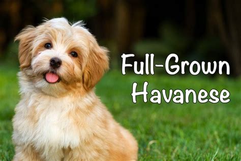 Full Grown Havanese When Size Weight And More Bichon World