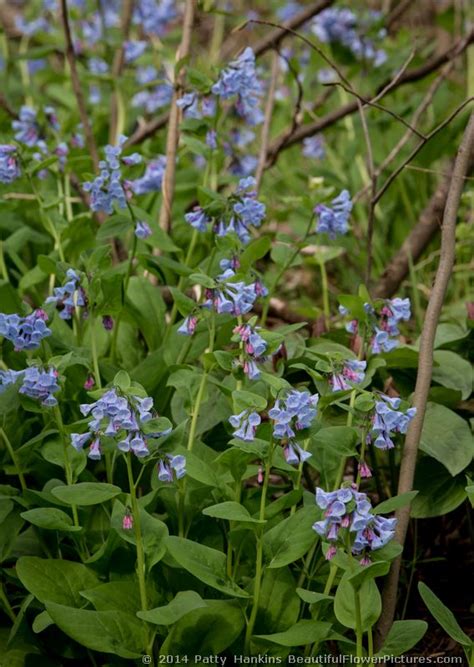 Virginia Bluebells Mertensia Virginica Beautiful Flower Pictures Blog