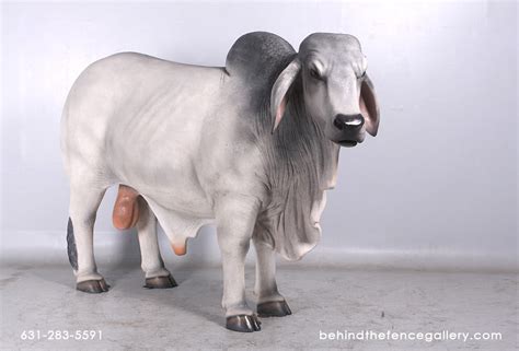 Brahman bulls have smaller scrotal circumferences. Brahman Bull Statue - Gray Life Size Grey Brahman Bull ...