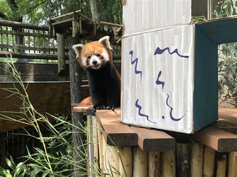 Panda Updates Wednesday June 16 Zoo Atlanta