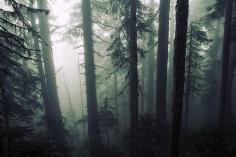 Stand Of Trees Mist Forest Hd Wallpaper Wallpaper Flare