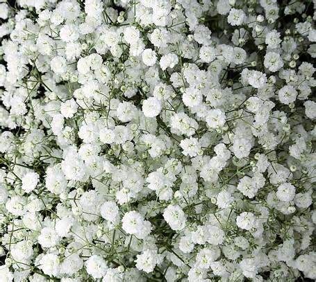 Wholesale flowers, shipped fresh from the farm straight to your door! Baby's Breath Excellence | Wholesale Flowers in Bulk| JR Roses