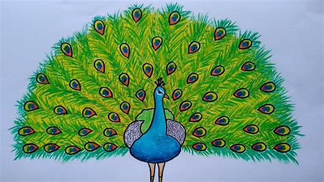 Cara Menggambar Burung Merak Belajar Menggambar Dan Mewarnai Untuk