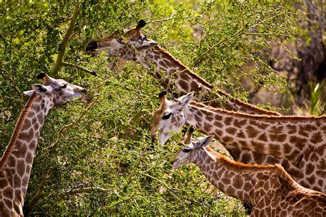 Informazioni Sulla Giraffa Habitat Comportamento Dieta Scienza