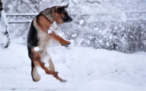 Dogs Mood Winter Picturesfree Images Snow Snowflakes