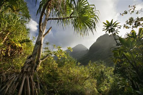 Tropical Forests In Our Daily Lives Rainforest Alliance