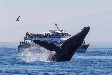 7 Best Whale Watching Tours From Around The World Fravel