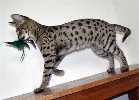 Savannah cats are exotic animals that can make great house pets. F1 Savannah Cat For Sale