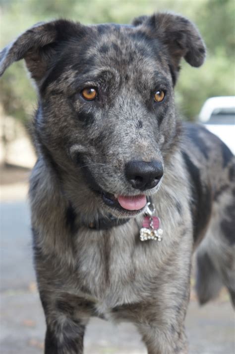 10 vancouver lab mix puppies. Catahoula Lab Mix Puppies For Sale | PETSIDI
