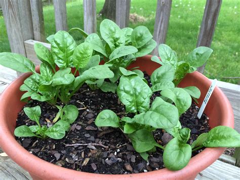 You Can Grow That Spinach Pegplant