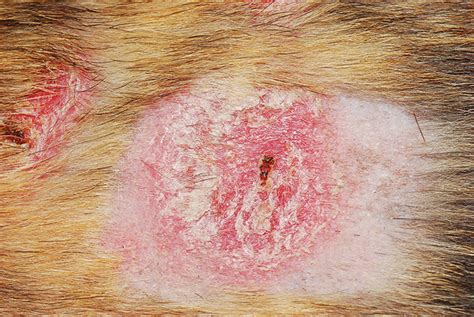 Skin Lesions On Dogs
