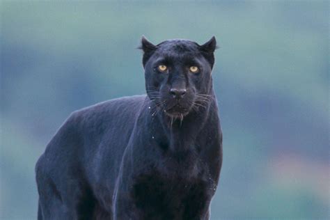 Black Panther Loose First Pic Emerges Of Ayrshire Big Cat Spotted