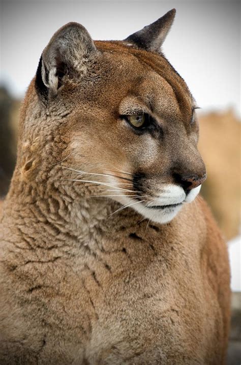 627 Best Images About Cougar Americas Big Cat On Pinterest Panthers