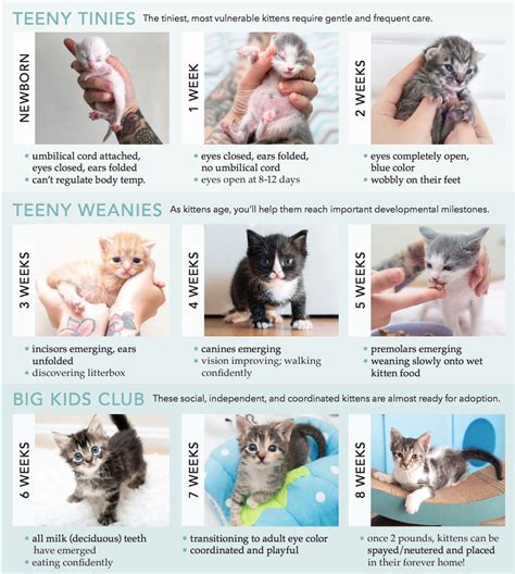 How To Determine A Kittens Age — Kitten Lady
