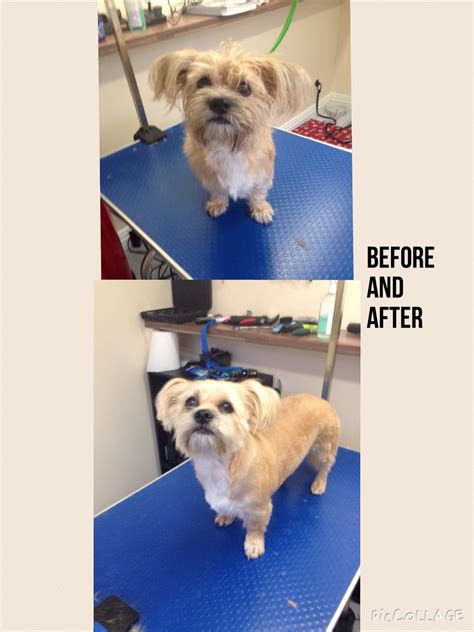 Pampered pets mobile grooming will give your pet the special attention, great service, and loving care that your pet deserves. Pampered Pooch Pet Dog grooming DE75 7HX Heanor