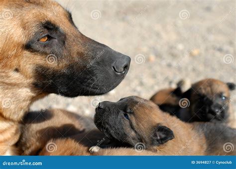 Mother Dog And Puppies Stock Image Image Of Kiss Birth 3694827