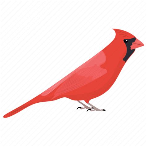 Pied Northern Cardinal Png Images Transparent Background Png Play