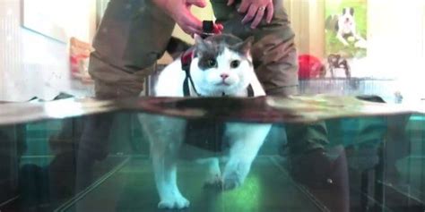 Buddha The Fat Cat Loses Weight On A Water Treadmill Knows How To Work