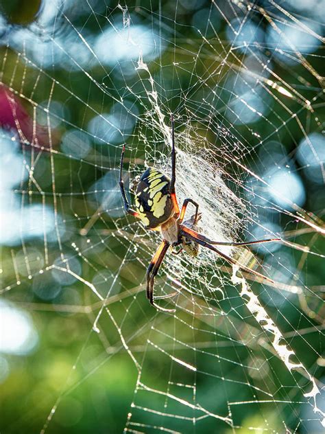 Yellow Garden Spider Photograph By Frederick Belin