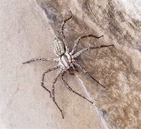 Agelenopsis Grass Spiders In Cobleskill Ny New York United States