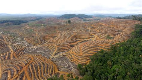 Pernahkah kamu dengar kalau perusahaan ternama juga pernah memproduksi sebuah produk gagal? Belum Ada Keputusan Menteri yang Tetapkan Laman Kinipan ...