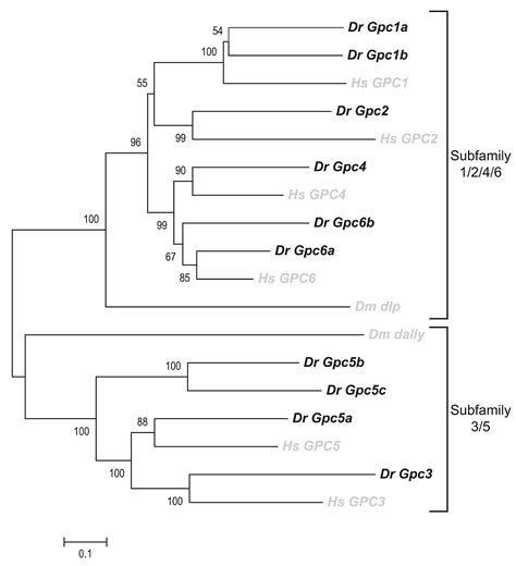 Homo Sapiens Phylogeny