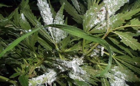 Mealybugs On Cannabis Annoying White Fuzzy Bugs Herbies