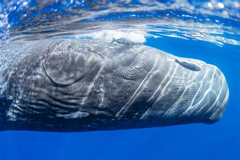 How Do Whales Sleep Underwater Unianimal