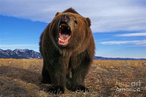 Kodiak Bear Ursus Arctos Middendorffi Photograph By Gerard Lacz
