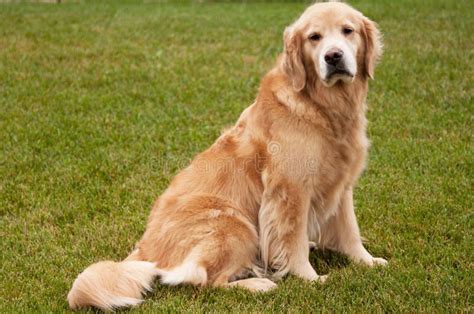 Senior Golden Retriever Dog Stock Photo Image Of Brown Long 21008346