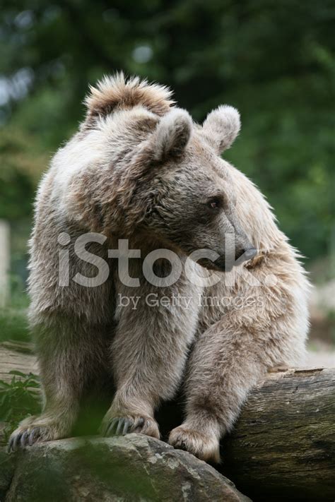 Brown Bear Stock Photo Royalty Free Freeimages