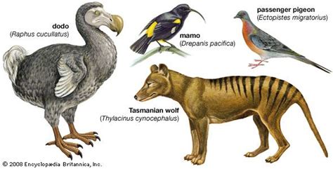 Extinct Animals Kids Britannica Kids Homework Help