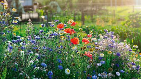 Wildflower Meadows Are All The Rage Heres How To Plant One House