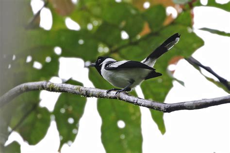 Solomon Islands Birding Tours Birdwatching Tours Birdquest
