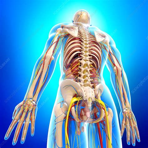 Check spelling or type a new query. Male anatomy, artwork - Stock Image - F006/0367 - Science ...