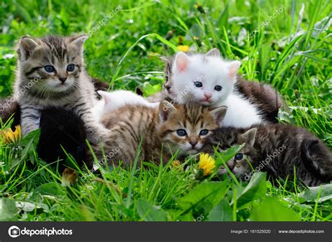Group Of Little Kittens In The Grass — Stock Photo © Riverriver 161525020