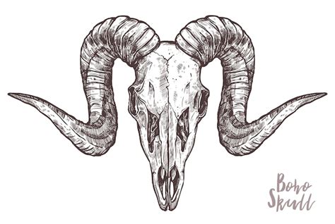 Premium Vector Sketch Of Ram Skull Isolated On White