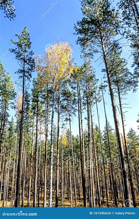 High Birch Tree With Autumn Yellow Leaves Among The Long Slender Pines