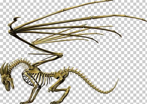 Skeleton Chinese Dragon Skull Invertebrate Png Clipart Bone Chinese