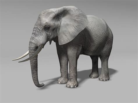 Grey Elephant 3d Model 3ds Max Files Free Download Modeling 47594 On