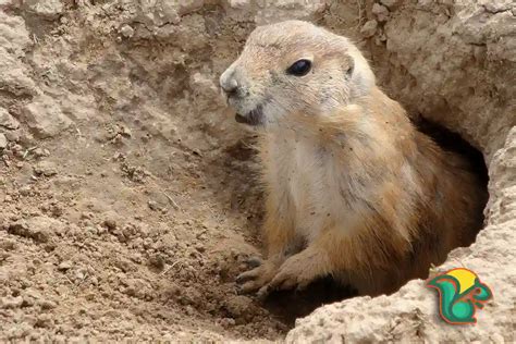 How To Plug Groundhog Holes Complete Guide