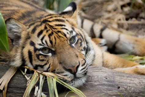 Sumatran Tiger Why Is It Endangered