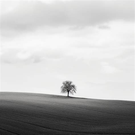 Premium Ai Image A Lone Tree Stands Alone In The Middle Of A Field