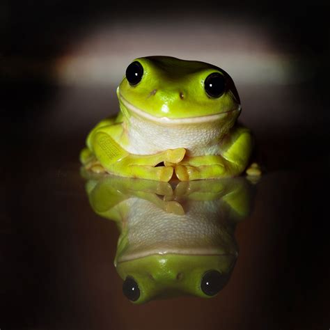 Frogs Smile Däggdjur Amfibier Groda