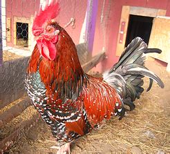The base color is a rich and dark mahogany. speckled sussex rooster | Chickens backyard, Chickens ...