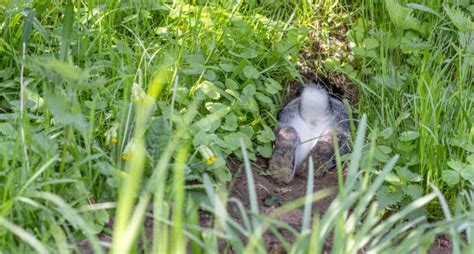 Best Rabbit Burrow Stock Photos Pictures And Royalty Free Images Istock
