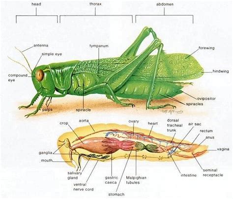 It may surprise you which of these virtual phone systems is cheaper why should you choose mightycall over grasshopper?. Pix For > Grasshopper Anatomy Carapace | Grasshopper ...