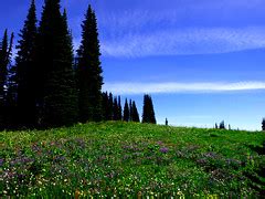 Meadow At Mt Rainier Paradise Trails At Mt Rainier Nisqu Flickr