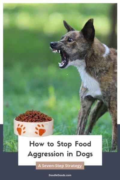 How To Stop Food Aggression In Dogs A Seven Step Strategy